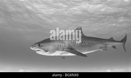 Immagine in bianco e nero di tutta la vista laterale di un lone Tiger Shark (Galeocerdo cuvier) nel suo ambiente naturale Foto Stock