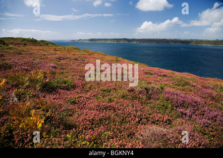 Fioritura di erica e ginestre sulla penisola di Crozon, Goulet de Brest, sud Finisterre, Bretagna, Francia, Europa Foto Stock