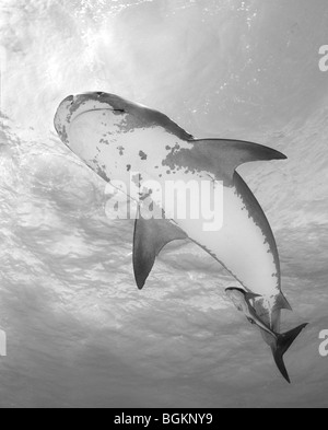 Lone Tiger Shark (Negaprion brevirostris) nuotare tra la telecamera e la superficie dell'acqua Foto Stock