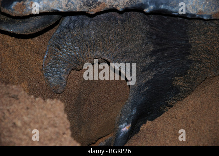 Tartaruga Liuto di deposizione delle uova sulla spiaggia di Awala Yalimapo i dettagli delle gambe e rendendo la nidificazione del foro Foto Stock