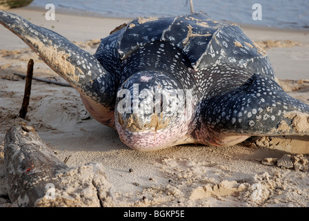 Tartaruga Liuto dopo la deposizione delle uova tornando a mare Foto Stock