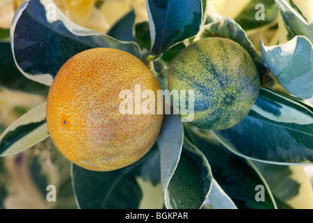 Yuzu, frutto maturo sul ramo "Citrus junos". Foto Stock