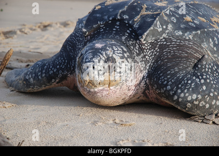 Tartaruga Liuto dopo la deposizione delle uova tornando a mare Foto Stock