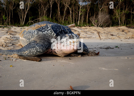 Tartaruga Liuto dopo la deposizione delle uova tornando a mare Foto Stock