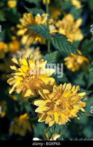 Gli ebrei malva (kerria japonica) in fiore Foto Stock