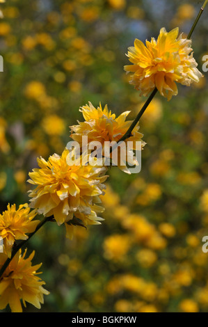 Gli ebrei malva (kerria japonica) Foto Stock