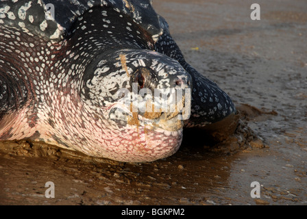 Tartaruga Liuto dopo la deposizione delle uova tornando a mare Foto Stock