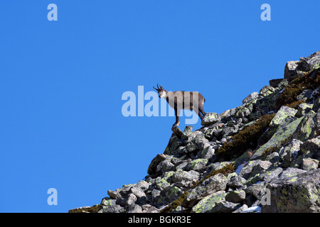 Il camoscio (Rupicapra rupicapra) sulla cresta della montagna nelle Alpi Italiane Foto Stock