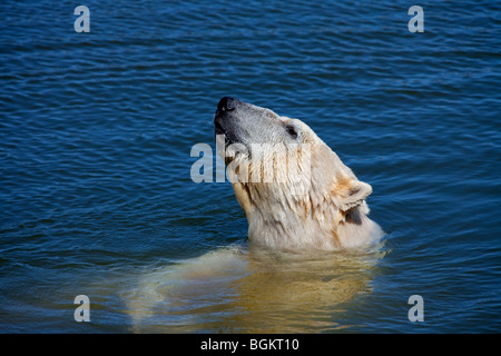 Orso polare (Ursus maritimus / Thalarctos maritimus) nuotare nel mare, Norvegia Foto Stock