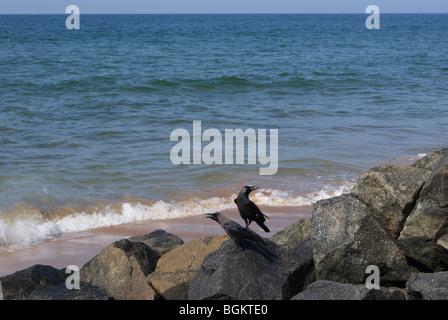 Due Crow seduto in riva mare rock cercando in due diverse direzioni. Foto Stock