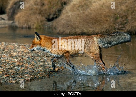 Red Fox (Vulpes vulpes vulpes) in acqua Varcando il fiume Foto Stock