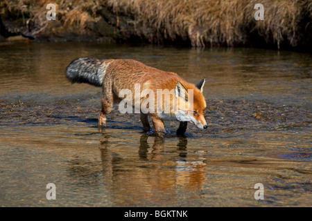 Red Fox (Vulpes vulpes vulpes) in acqua Varcando il fiume Foto Stock