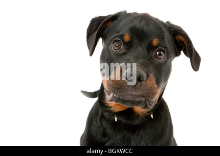 Giovani Rottweiler Foto Stock