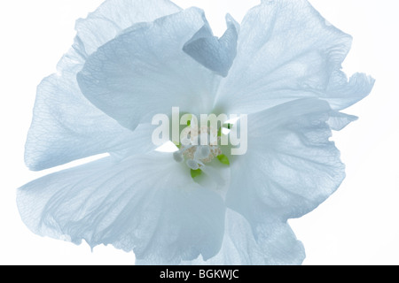 Rosa di Sharon (Hybiscus syriacus diana') blossom close up. Wilsonville, Oregon Foto Stock