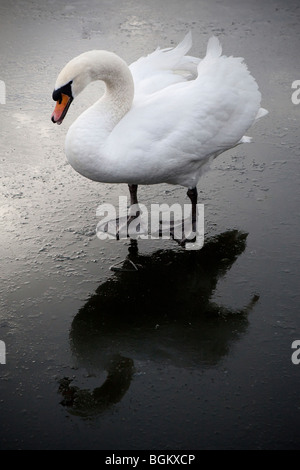 Swan camminare su un ghiaccio stagno coperto in inverno Foto Stock