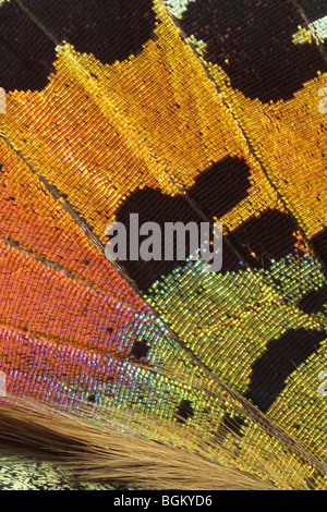 Close-up di un'ala di Madagascan tramonto (falena Chrysiridia rhipheus) Foto Stock