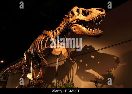 Tyrannosaurus Rex Skeleton Sansone sul display in corrispondenza OMSI a Portland, Oregon Foto Stock
