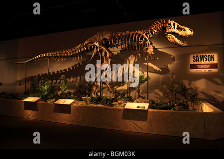 Tyrannosaurus Rex Skeleton Sansone sul display in corrispondenza OMSI a Portland, Oregon Foto Stock