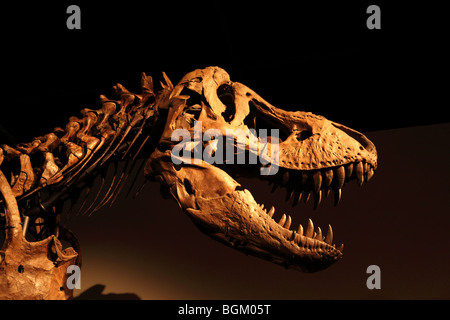 Tyrannosaurus Rex Skeleton Sansone sul display in corrispondenza OMSI a Portland, Oregon Foto Stock
