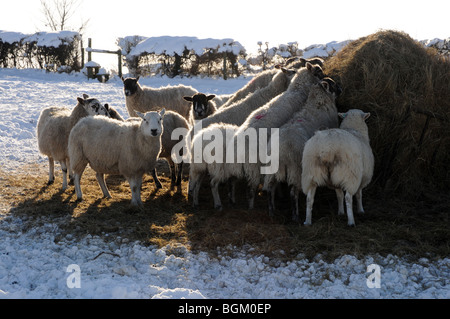 Le pecore vengono nutriti con fieno in inverno, impossibile accedere a erba nel loro campo a causa di neve profonda. Foto Stock
