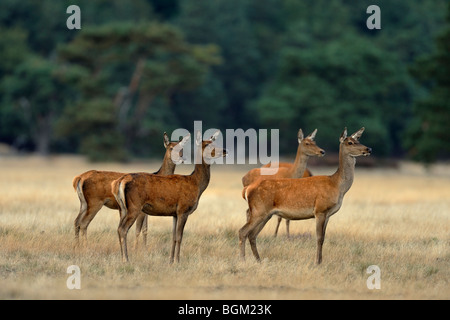 Il cervo (Cervus elaphus), cerve in piedi nella brughiera Foto Stock