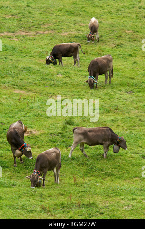 Alp in Valle Hintersteiner, Bad Hindelang, Allgaeu, Baviera, Germania, Europa Foto Stock