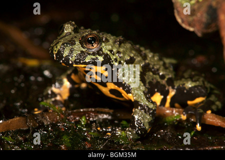 Oriental Fire-panciuto Toad (Bombina orientalis) in cattività Foto Stock