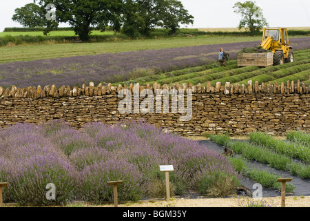 Righe di lavanda nei campi e nel giardino di Somerset Lavanda, Faulkland, Somerset Foto Stock