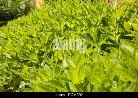 Patch spessa di menta crescente sotto il sole Foto Stock