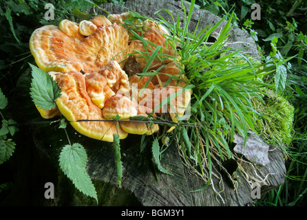 Crab-di-il-boschi / polypore zolfo Zolfo / ripiano / pollo-di-il-woods (Laetiporus sulfurei) sul tronco di albero Foto Stock