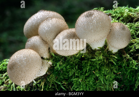 Comuni / puffball warted puffball / gem-puffball chiodati / devil's Snuff-box (Lycoperdon perlatum / Lycoperdon gemmatum) Foto Stock