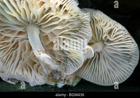 Fungo di porcellana (Oudemansiella mucida) fino in prossimità del lato inferiore che mostra le branchie Foto Stock