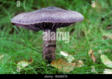 Violetta webcap (Cortinarius tendente al violaceo) Foto Stock