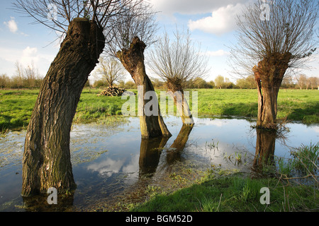 Fila di alberi di salice (Salix sp.) in stagno, Belgio Foto Stock