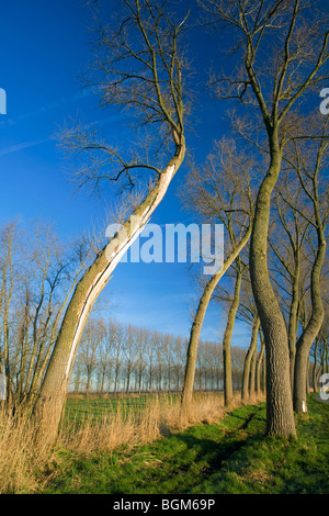 Pioppi (Populus sp.) lungo il campo nel paesaggio di polder, Damme, Fiandre Occidentali, Belgio Foto Stock