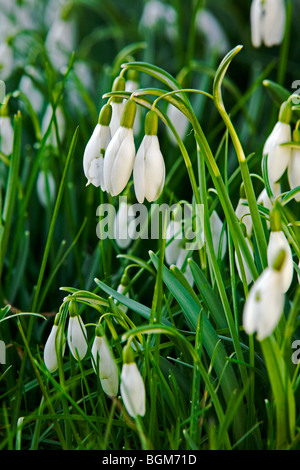 Snowdrops (Galanthus nivalis), Belgio Foto Stock