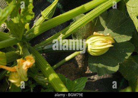 Zucchine (zucchine) (Cucurbita pepo) che cresce su un riparto grafico che mostra chiaramente la frutta e fiori Foto Stock