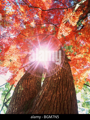 La luce del sole che splende attraverso gli alberi Foto Stock