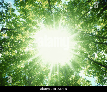 La luce del sole che splende attraverso i rami di alberi Foto Stock