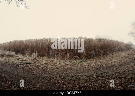 Campo di erba alta in inverno Foto Stock