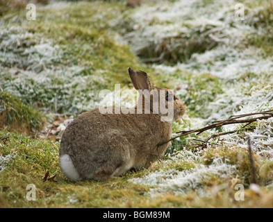 Wild Coniglio europeo (oryctolagus cuniculus) mangiare erba in inverno Foto Stock