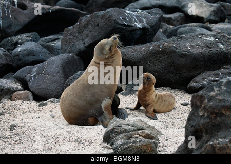 Galapagos / sealion Galápagos Sea Lion (Zalophus wollebaeki) femmina con cucciolo sulla spiaggia, North Seymour Island Isole Galapagos Foto Stock