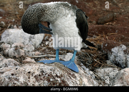 Blu-footed Booby (Sula nebouxii excisa) preening le sue piume, Isole Galapagos Foto Stock