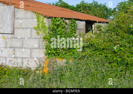 Vecchio mattatoio in disuso costruito da blocchi in calcestruzzo. Ora in rovina e in rovina e coperto di edera rampicante Foto Stock