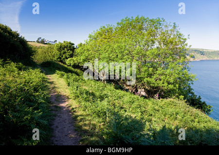 South West Coast Path vicino a Compass Cove, Little Dartmouth, South Hams, Devon, Inghilterra, REGNO UNITO Foto Stock