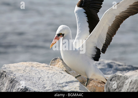 Nazca booby (Sula granti), all'Isola Espanola, Isole Galapagos, Ecuador, America Latina Foto Stock