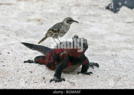 Iguana marina (Amblyrhynchus cristatus) con Cappa isola mockingbird (Mimus macdonaldi) sulla sua schiena, all'Isola Espanola, Galapagos Foto Stock
