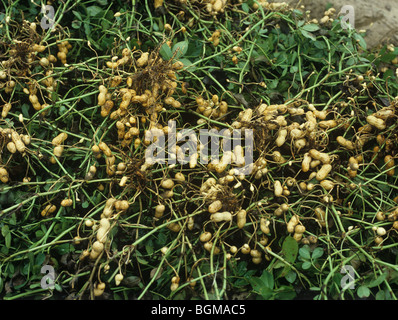 Capovolta o di arachidi arachide crop (Arachis hypogea) per raccolta, North Carolina, STATI UNITI D'AMERICA Foto Stock