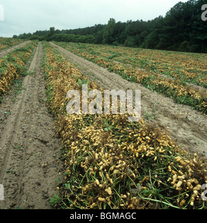 Capovolta o di arachidi arachide crop (Arachis hypogea) per raccolta, North Carolina, STATI UNITI D'AMERICA Foto Stock