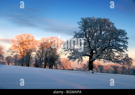 Winter woodland scene Foto Stock